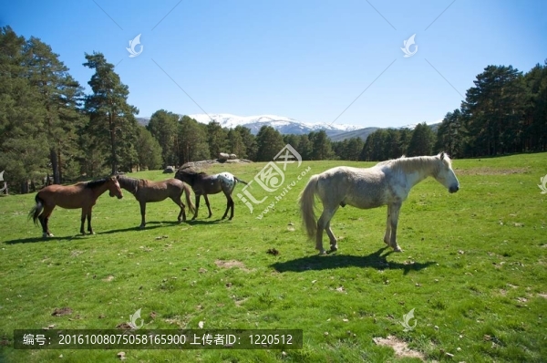 西班牙家庭的馬
