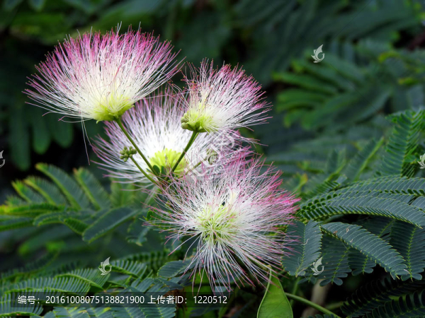 含羞草的花朵