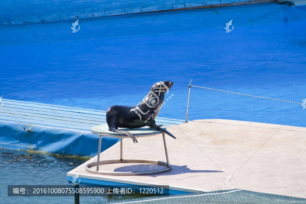 海狗