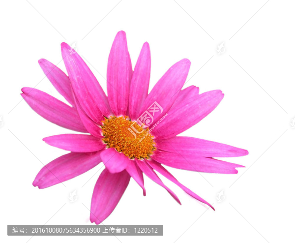 白色花上的花