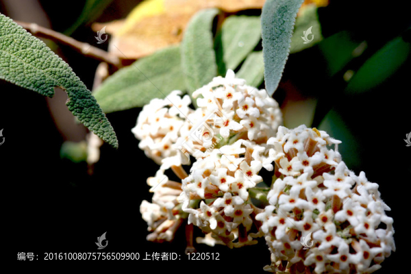 樹上的小花朵