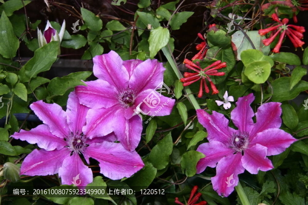 鐵線蓮