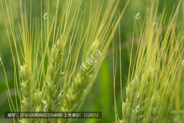小麥