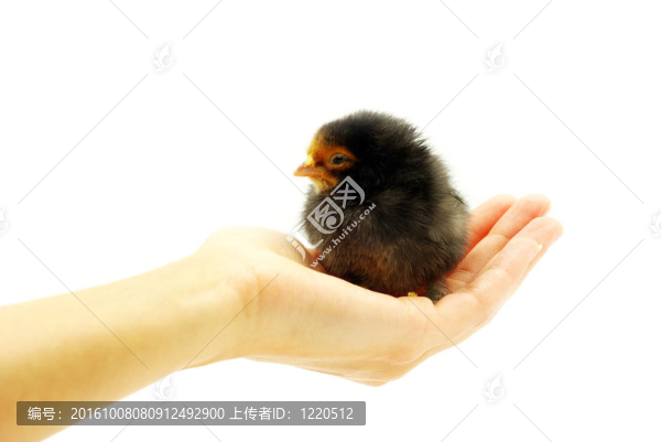 雞