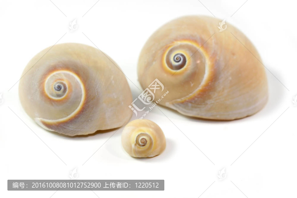 海貝殼