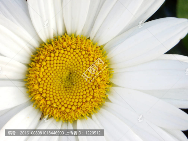 菊花1