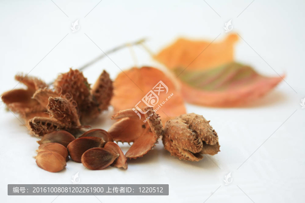 秋天的靜物