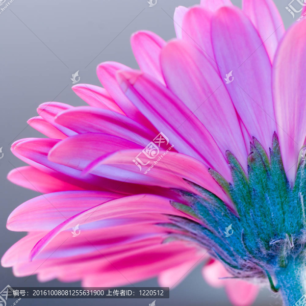 粉紅色的Gerbera,flower