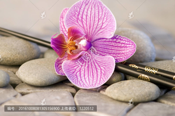 蘭花在卵石