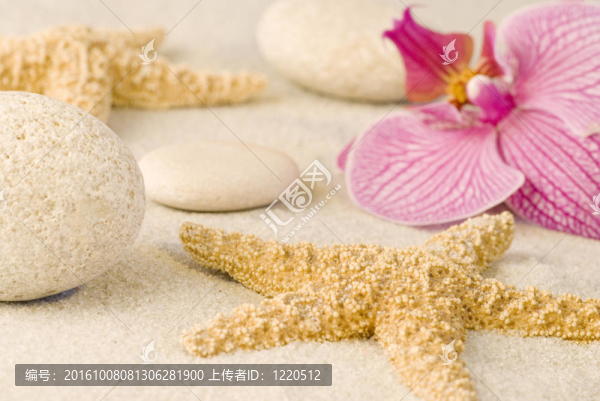 蘭花靜物