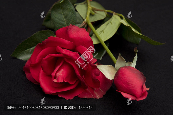 紅玫瑰和芽