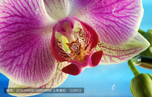 白色和粉紅色的蘭花（蝴蝶蘭）