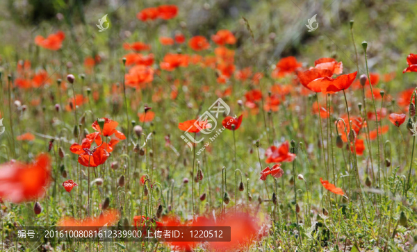 紅罌粟花的田野