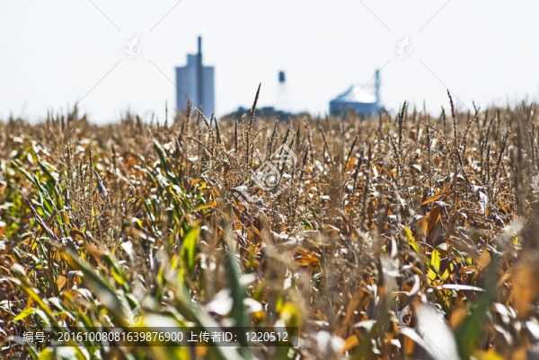 看一場(chǎng)feedcorn