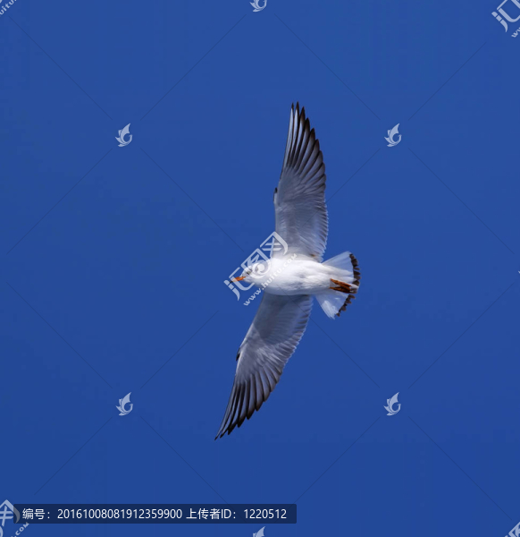 海鷗