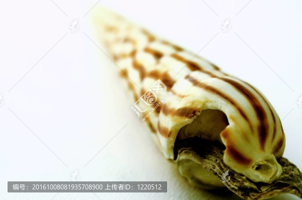 殼