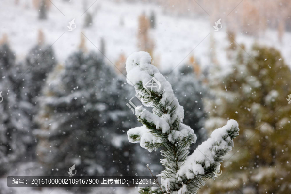降雪