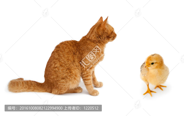紅貓和黃色雞