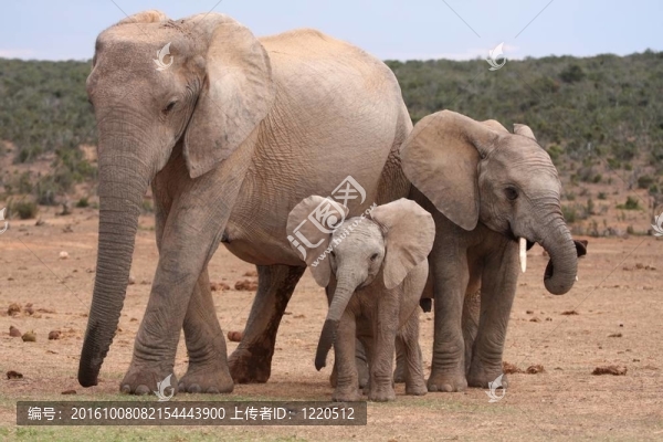 非洲大象寶寶-匯圖網(wǎng) www.fosd68.com 非洲大象寶寶