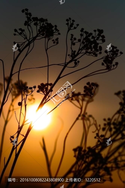 夕陽(yáng)的背景
