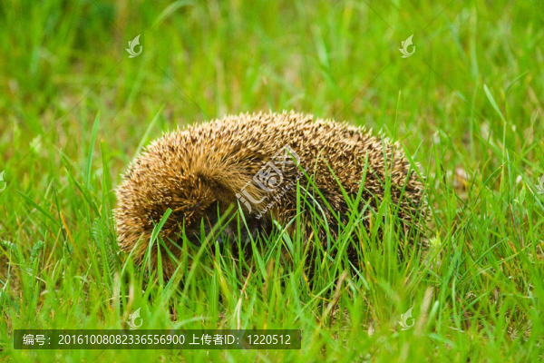 hedgehod