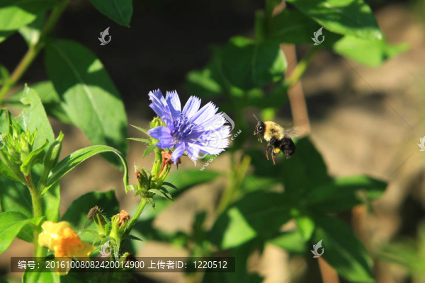 大黃蜂