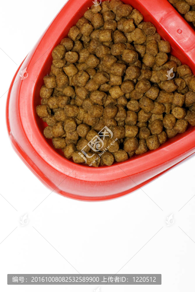 貓的食物