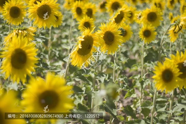 在陽(yáng)光燦爛的日子里的向日葵
