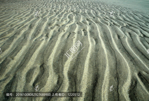 沙紋3652