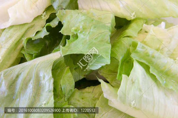 綠葉生菜