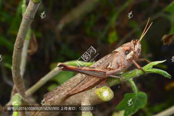 饑餓的蚱蜢