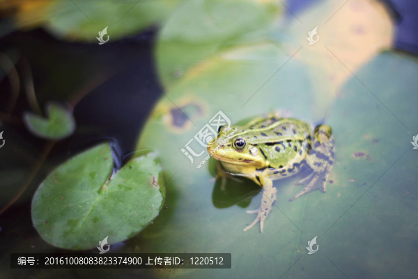 青蛙