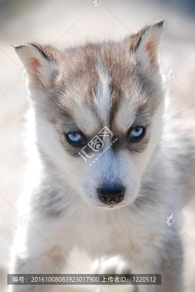 狗