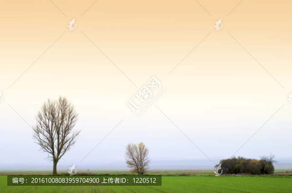 三棵樹(shù)