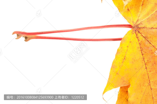 白底落葉