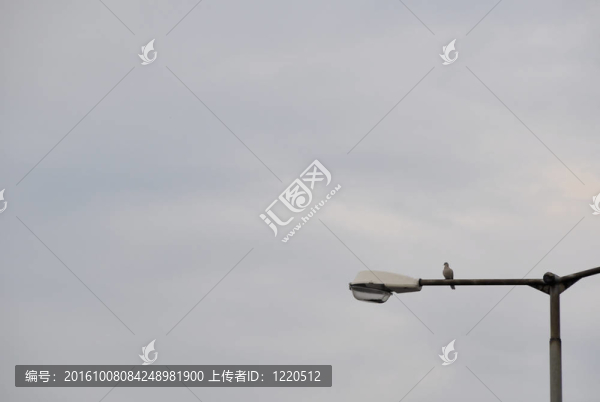 鴿子
