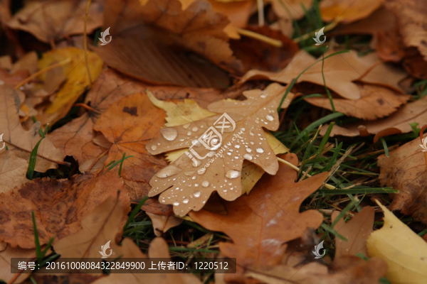 布朗橡樹(shù)葉子在雨中在城市公園的草地上