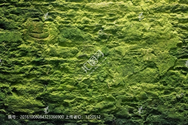 石頭墻和苔蘚