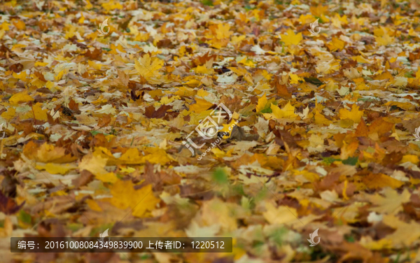 秋天落葉躺在地上的秋天在公園里