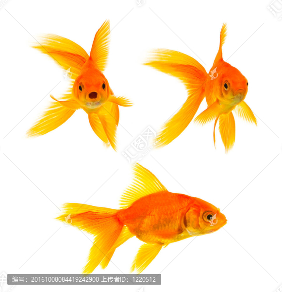 三條金魚