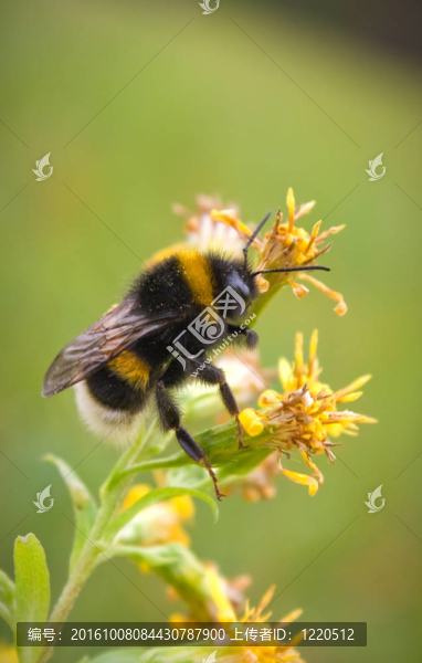 蜜蜂近花