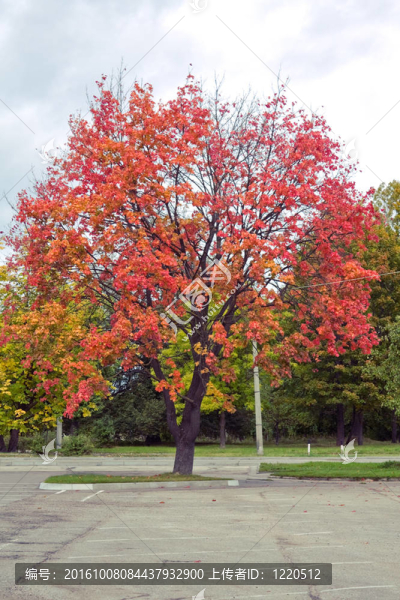 城市中的紅樹(shù)