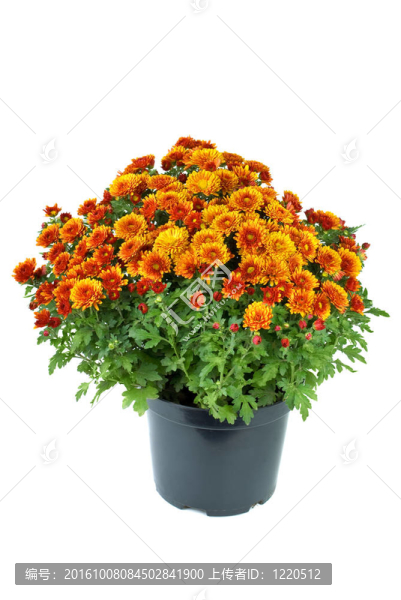 橙菊花花盆
