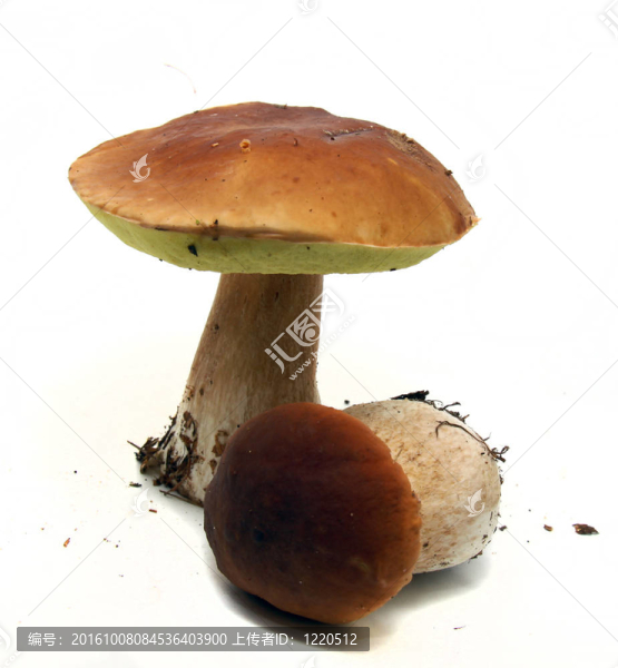 牛肝菌（Boletus,edulis）又名牛肝菌或一包白色隔離
