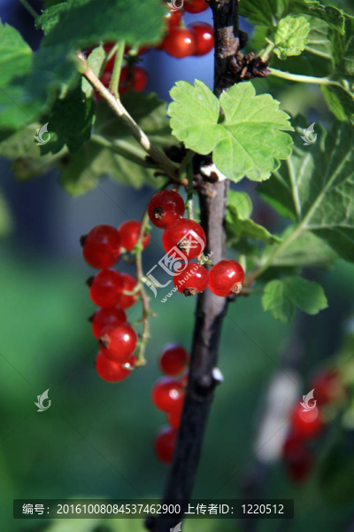 紅醋栗（特寫）一個(gè)陽(yáng)光明媚的下午
