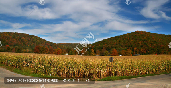 Allegheny森林的秋天