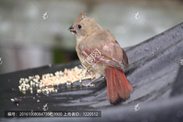 北美紅雀