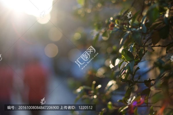 城市背景前suset罪證