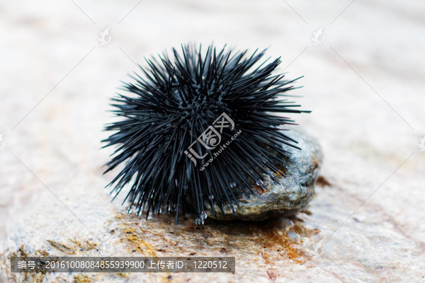 海膽