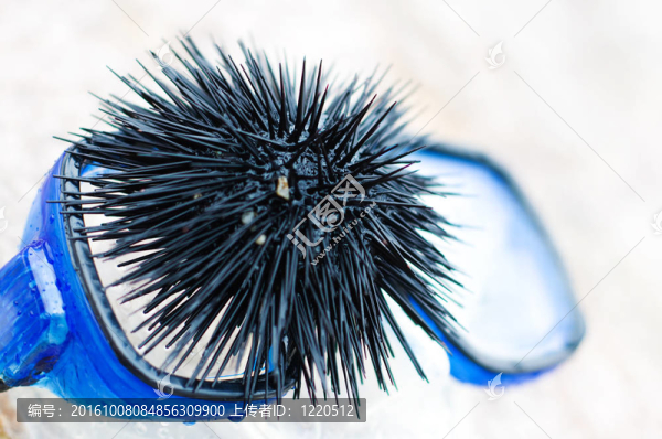 黑色的海膽